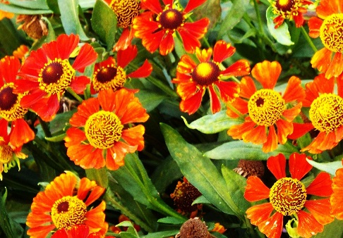 Helenium autumnale (Asteraceae)